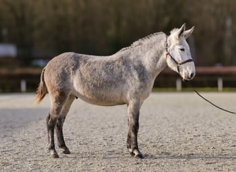 Muli, Wallach, 8 Jahre, 158 cm, Schimmel