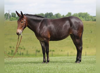 Muli, Wallach, 8 Jahre, Rotbrauner