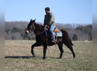 Muli, Wallach, 9 Jahre, 152 cm, Rappe