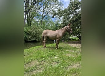 Mulo, Caballo castrado, 10 años, 145 cm, Bayo