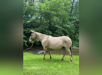 Mulo, Caballo castrado, 10 años, 145 cm, Bayo