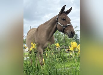 Mulo, Caballo castrado, 10 años, 145 cm, Bayo