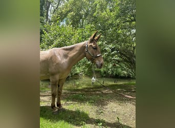 Mulo, Caballo castrado, 10 años, 145 cm, Bayo