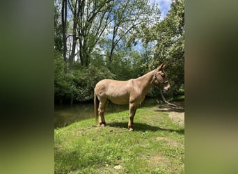 Mulo, Caballo castrado, 10 años, 145 cm, Bayo