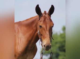 Mulo, Caballo castrado, 10 años, 147 cm, Alazán rojizo