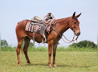 Mulo, Caballo castrado, 10 años, 147 cm, Alazán rojizo