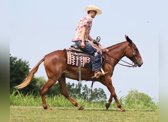 Mulo, Caballo castrado, 10 años, 147 cm, Alazán rojizo