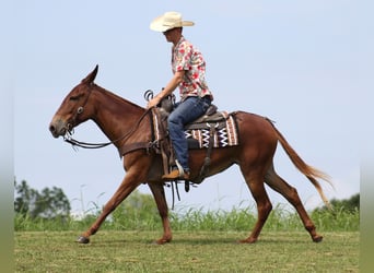 Mulo, Caballo castrado, 10 años, 147 cm, Alazán rojizo