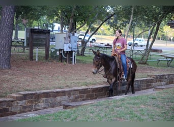 Mulo, Caballo castrado, 10 años, 147 cm, Castaño rojizo