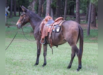 Mulo, Caballo castrado, 10 años, 147 cm, Castaño rojizo