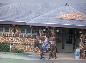 Mulo, Caballo castrado, 10 años, 147 cm, Castaño rojizo