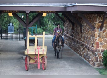 Mulo, Caballo castrado, 10 años, 147 cm, Castaño rojizo