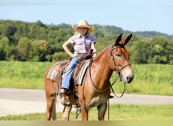 Mulo, Caballo castrado, 10 años, 150 cm, Alazán rojizo