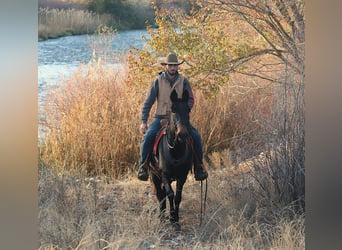 Mulo, Caballo castrado, 10 años, 150 cm, Negro