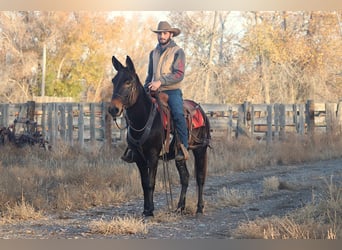 Mulo, Caballo castrado, 10 años, 150 cm, Negro