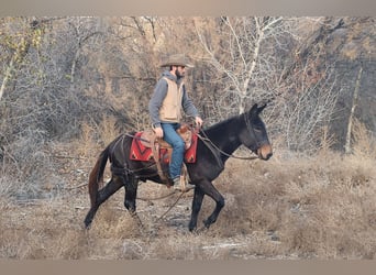 Mulo, Caballo castrado, 10 años, 150 cm, Negro