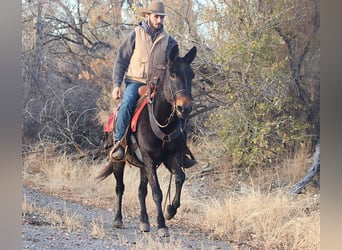 Mulo, Caballo castrado, 10 años, 150 cm, Negro