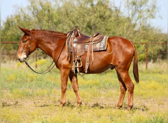 Mulo, Caballo castrado, 10 años, 155 cm, Alazán rojizo Mulo, Caballo castrado, 10 años, 155 cm, Alazán rojizo
