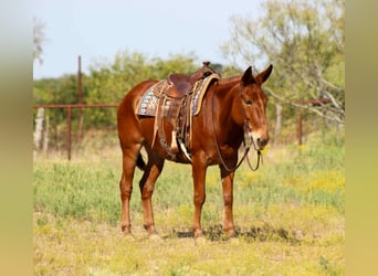 Mulo, Caballo castrado, 10 años, 155 cm, Alazán rojizo Mulo, Caballo castrado, 10 años, 155 cm, Alazán rojizo