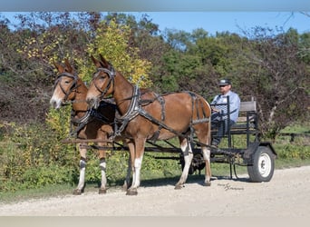 Mulo, Caballo castrado, 10 años, 160 cm, Pío