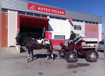 Mulo, Caballo castrado, 10 años, 165 cm, Pío