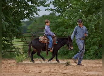 Mulo, Caballo castrado, 10 años, 99 cm, Negro