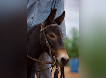 Mulo, Caballo castrado, 10 años, 99 cm, Negro