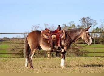 Mulo, Caballo castrado, 10 años, Buckskin/Bayo