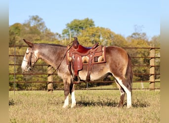 Mulo, Caballo castrado, 10 años, Buckskin/Bayo