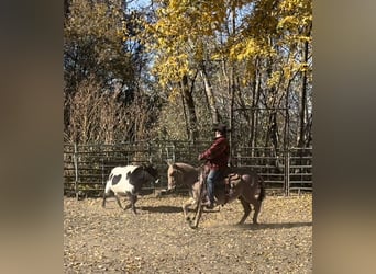 Mulo, Caballo castrado, 11 años, 132 cm, Bayo