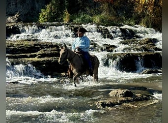 Mulo, Caballo castrado, 11 años, 132 cm, Bayo