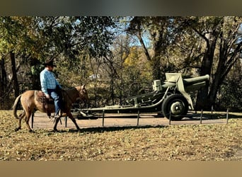 Mulo, Caballo castrado, 11 años, 132 cm, Bayo