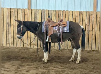 Mulo, Caballo castrado, 11 años, 142 cm