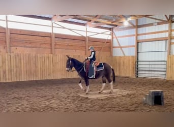 Mulo, Caballo castrado, 11 años, 142 cm