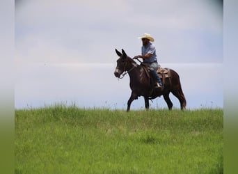 Mulo, Caballo castrado, 11 años, 145 cm, Negro