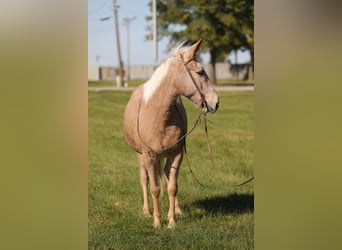 Mulo, Caballo castrado, 11 años, 145 cm, Palomino