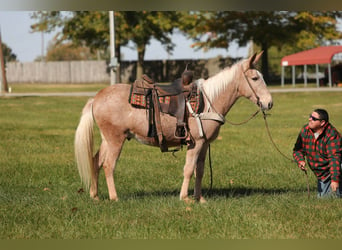 Mulo, Caballo castrado, 11 años, 145 cm, Palomino