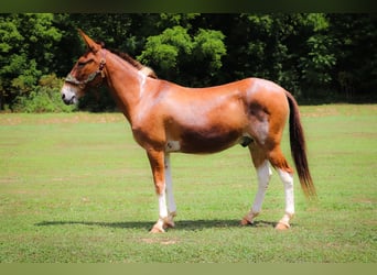 Mulo, Caballo castrado, 11 años, 147 cm, Red Dun/Cervuno