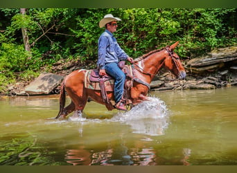 Mulo, Caballo castrado, 11 años, 147 cm, Red Dun/Cervuno