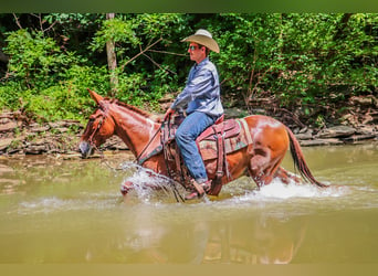 Mulo, Caballo castrado, 11 años, 147 cm, Red Dun/Cervuno