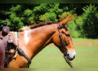 Mulo, Caballo castrado, 11 años, 147 cm, Red Dun/Cervuno