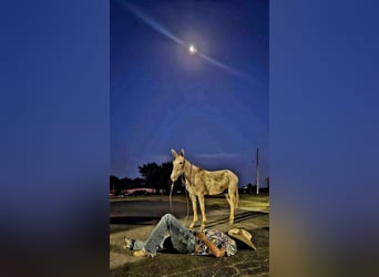 Mulo, Caballo castrado, 11 años, 150 cm, Ruano alazán