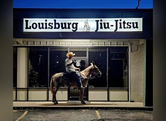 Mulo, Caballo castrado, 11 años, 150 cm, Ruano alazán