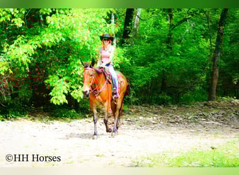 Mulo, Caballo castrado, 11 años, 165 cm, Castaño rojizo