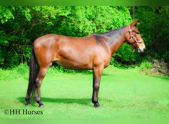 Mulo, Caballo castrado, 11 años, 165 cm, Castaño rojizo
