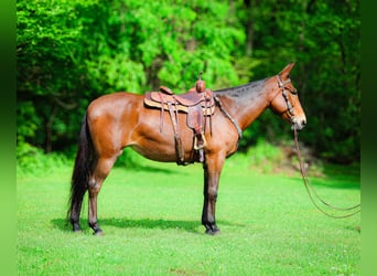 Mulo, Caballo castrado, 11 años, 165 cm, Castaño rojizo