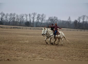 Mulo, Caballo castrado, 11 años, 170 cm, White/Blanco