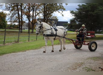 Mulo, Caballo castrado, 11 años, 170 cm, White/Blanco