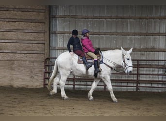 Mulo, Caballo castrado, 11 años, 170 cm, White/Blanco