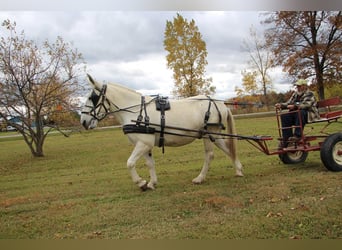 Mulo, Caballo castrado, 11 años, 170 cm, White/Blanco